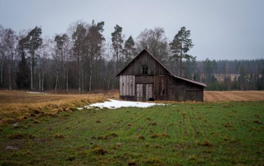 Zdjęcie do artykułu: Dlaczego pojawiają się puste placki na trawie?